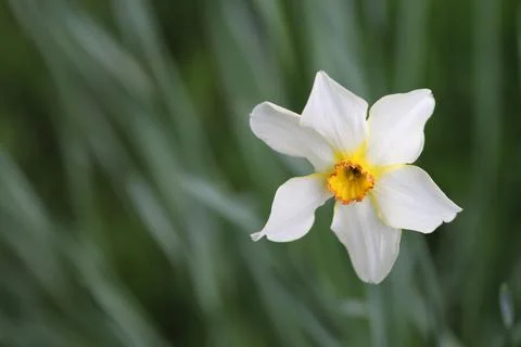 White daffodil with orange centre Stock Photos