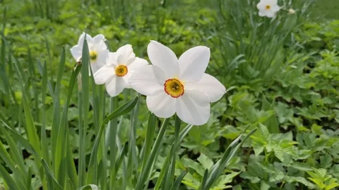 White daffodil in the park. Blooming spring flowers. Sunny day. Spring Stock Footage 154551657