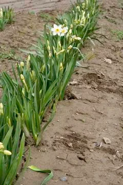 White Daffodil Stock Photos