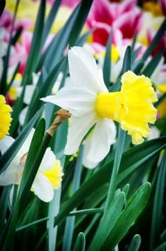 White daffodil Stock Photos