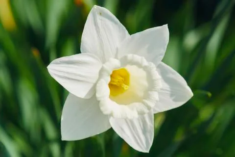 White Daffodil Stock Photos