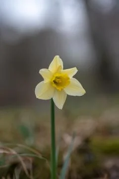 White daffodil Stock Photos