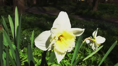 The white daffodil in the sun Stock Footage 96190842