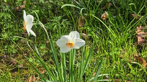 White daffodil in sunlight at springtime and easter with green background Stock Footage 307193646
