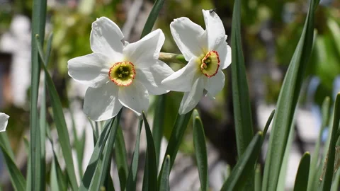 White daffodils bloom in the garden, Spring background Stock Footage 269060724