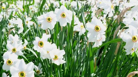 White daffodils bloom in the spring in the field and sway in the wind. The Stock Photos
