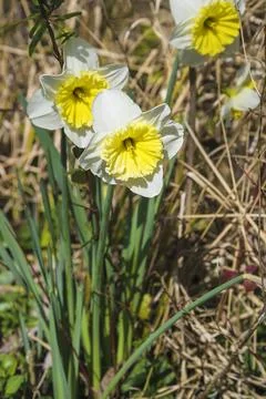 White daffodils blooming on the sunlight in the spring garden; vertical pictu Stock Photos