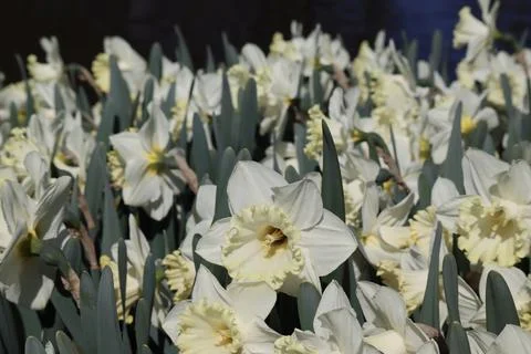 White daffodils close up Stock Photos