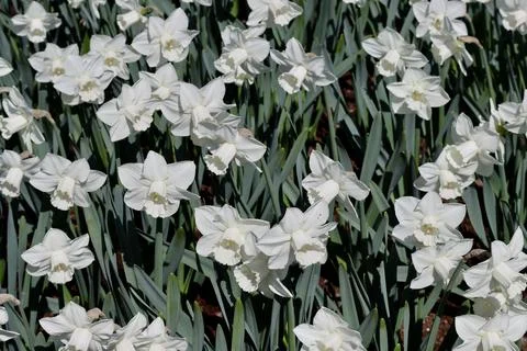 White daffodils close up Foto stock