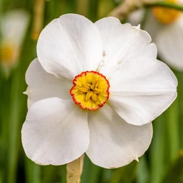 White daffodils close up Stock Photos