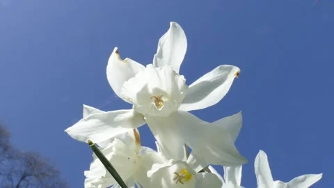 White daffodils, daffodil blossom blowing in the wind with blue sky, (Narciss Stock Footage 138685167