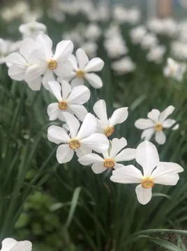 White Daffodils in the fields at spring Stock Photos