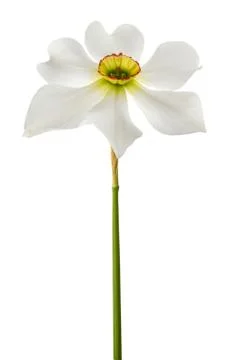 White daffodils flowers Stock Photos