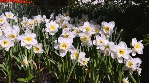 White daffodils Stock-Footage 63198766