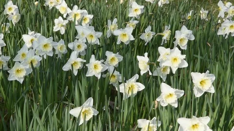 White Daffodils Stock Footage 73374236