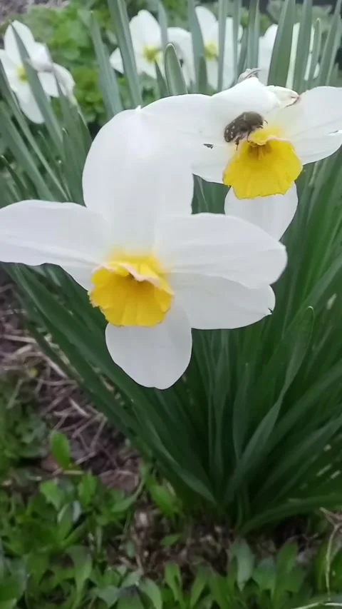 White daffodils Video stock 334920093
