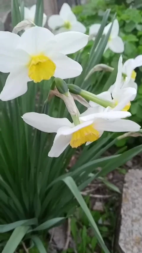 White daffodils Video stock 334920150