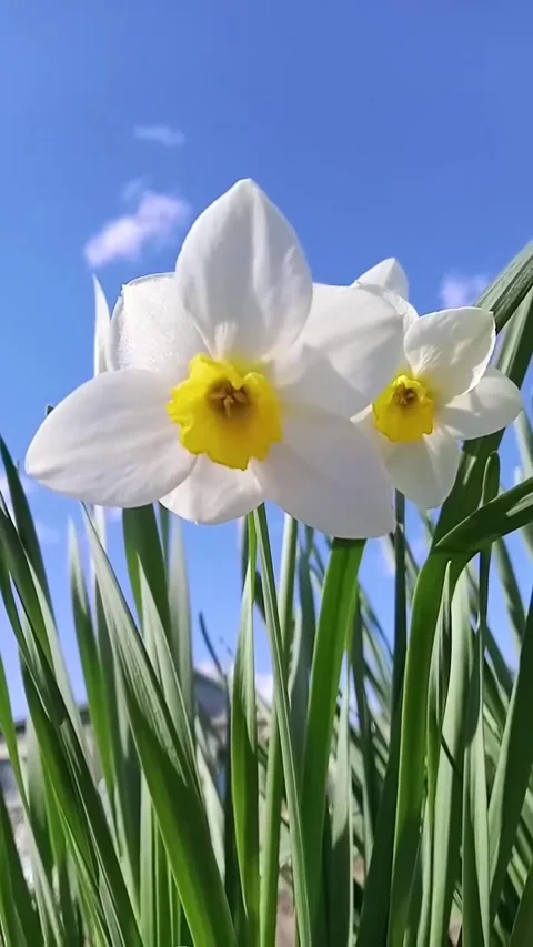 White daffodils Video stock 334920286