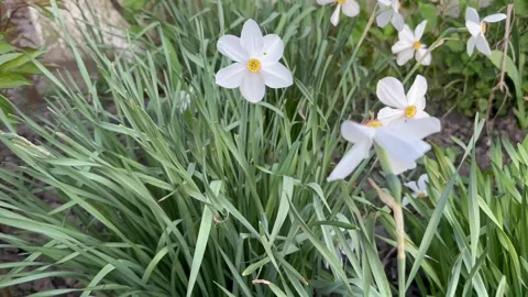 White daffodils grow on the ground Stock Footage 240436914