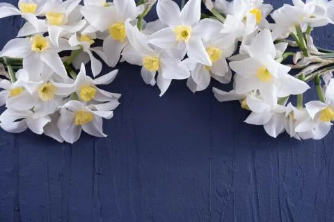 White daffodils lie on a table on a blue background Stock Photos