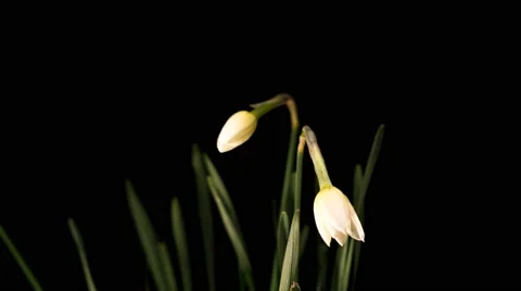 White daffodils open up their blossoms Stock Footage 48642988
