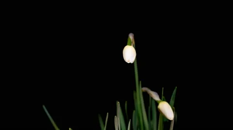White daffodils open up their blossoms Stock Footage 48724966