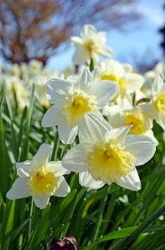 White daffodils Stock Photos