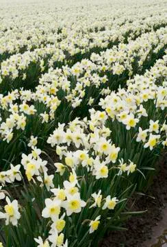 White Daffodils Stock Photos
