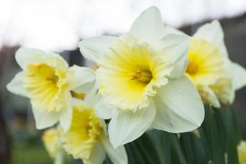 White Daffodils Stock-Fotos