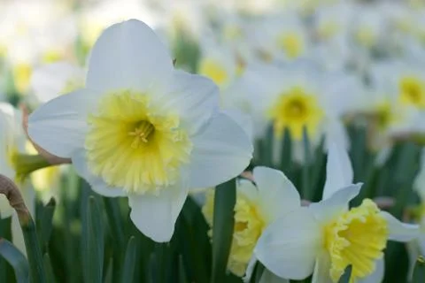 White daffodils Stock Photos