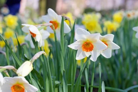 White daffodils Stock Photos