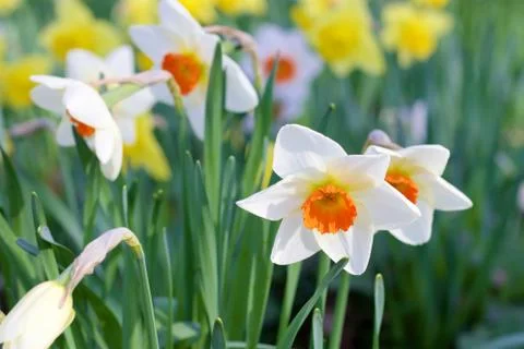 White daffodils Stock Photos