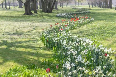 White daffodils Stock Photos