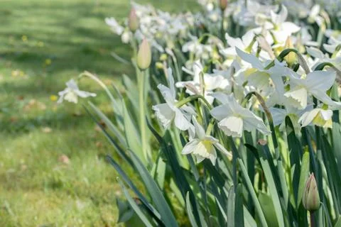 White daffodils Stock Photos