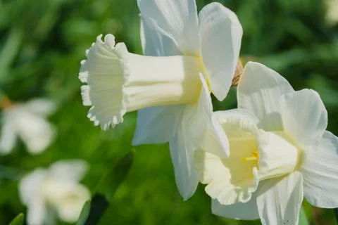 White Daffodils Stock Photos
