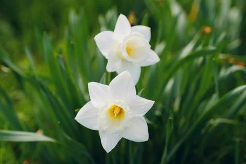 White Daffodils Stock Photos