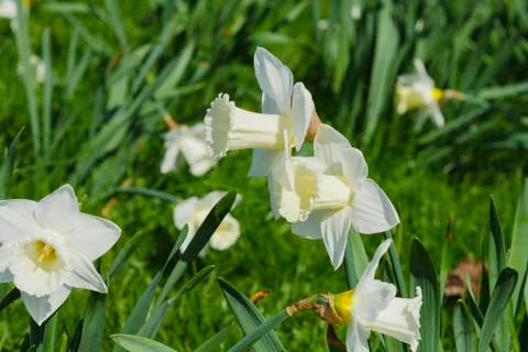 White Daffodils Stock Photos