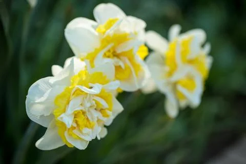 White Daffodils Stock-Fotos