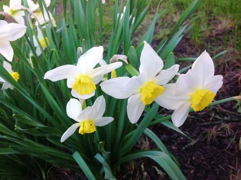 White daffodils Stock Photos