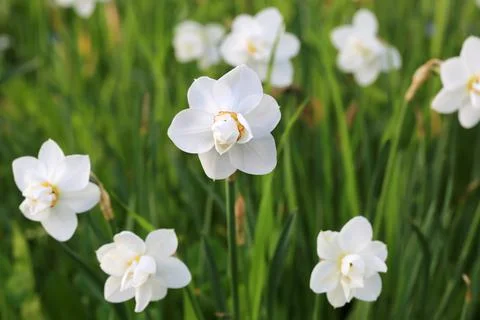 White daffodils spring garden background with soft selective focus Stock Photos