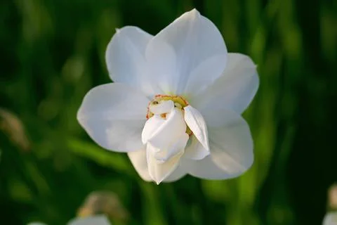 White daffodils spring garden background with soft selective focus Stock Photos