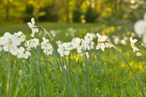 White daffodils in a spring meadow, Easter bells in the warm sunlight Stockfoto's