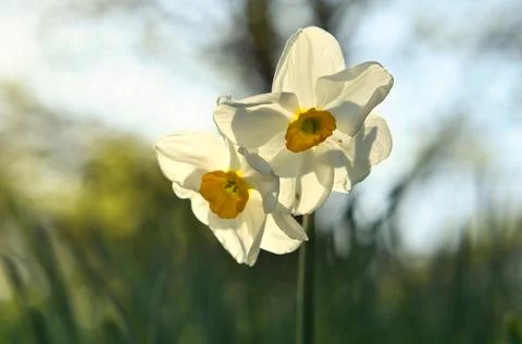 White daffodils in sunlight, spring flowers in the garden. 写真素材