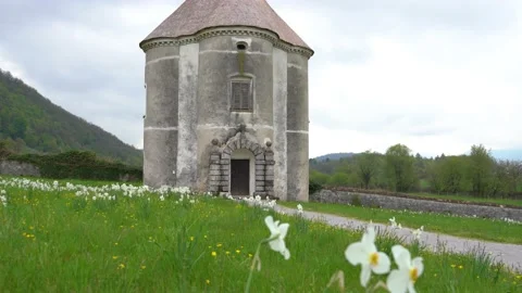 White daffodils sway in breeze with Devil's Tower in the background Stock Footage 220603576