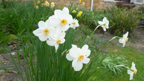 White Daffodils Swaying Gently in a Spring Garden Stock Footage 339217128