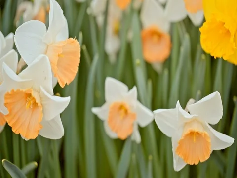 White daffodils swaying in the wind Stock Footage 75563270