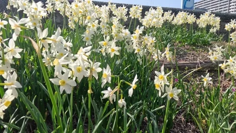 White Daffodils with Yellow Centers Blooming in Tokyo Garden Stock Footage 342087327