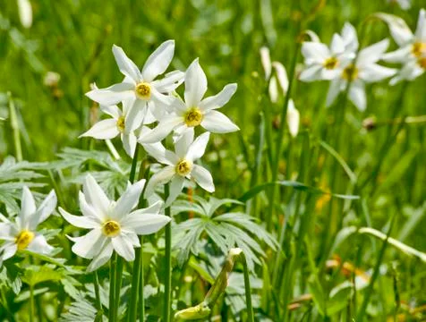 White daffs on a meadow 写真素材
