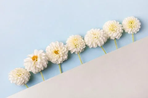 White Dahlia flowers Stock Photos