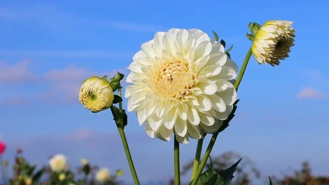 White dahlia with fly Stock-Footage 95035606